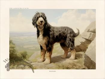 CFA Dog Bernedoodle 03